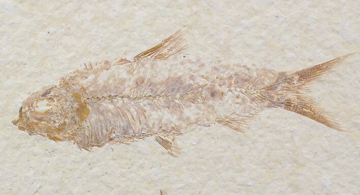 Bargain Knightia Fossil Fish - Wyoming #21898